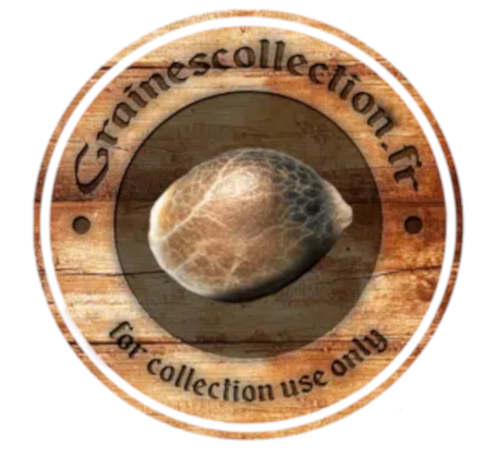Graines de collection