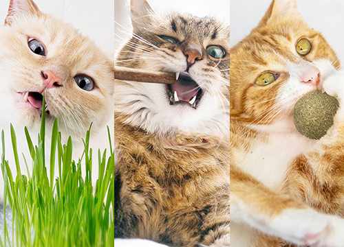 Herbe à chat, cataire et matatabi pour chat