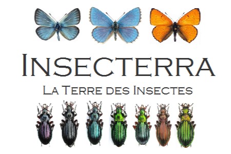 logo Insecterra