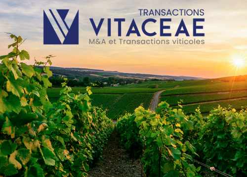Investissez dans le vignoble Champenois avec Vitaceae Transactions