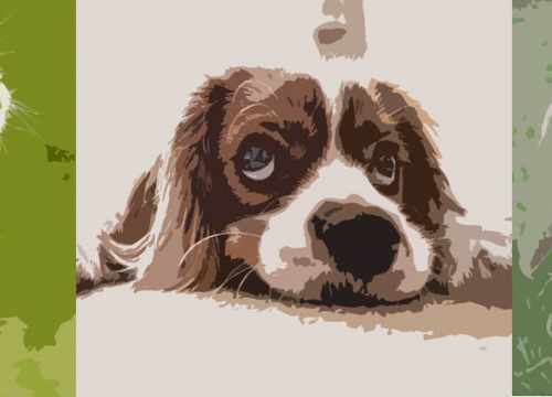 des animaux