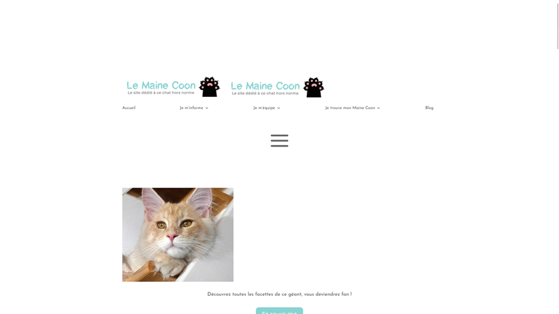 Le Maine Coon