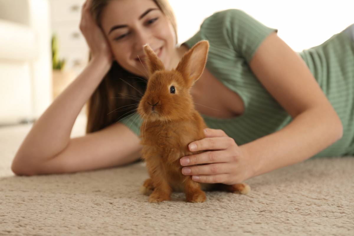 Mon Lapin Nain