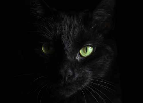 Le Monde des Chats