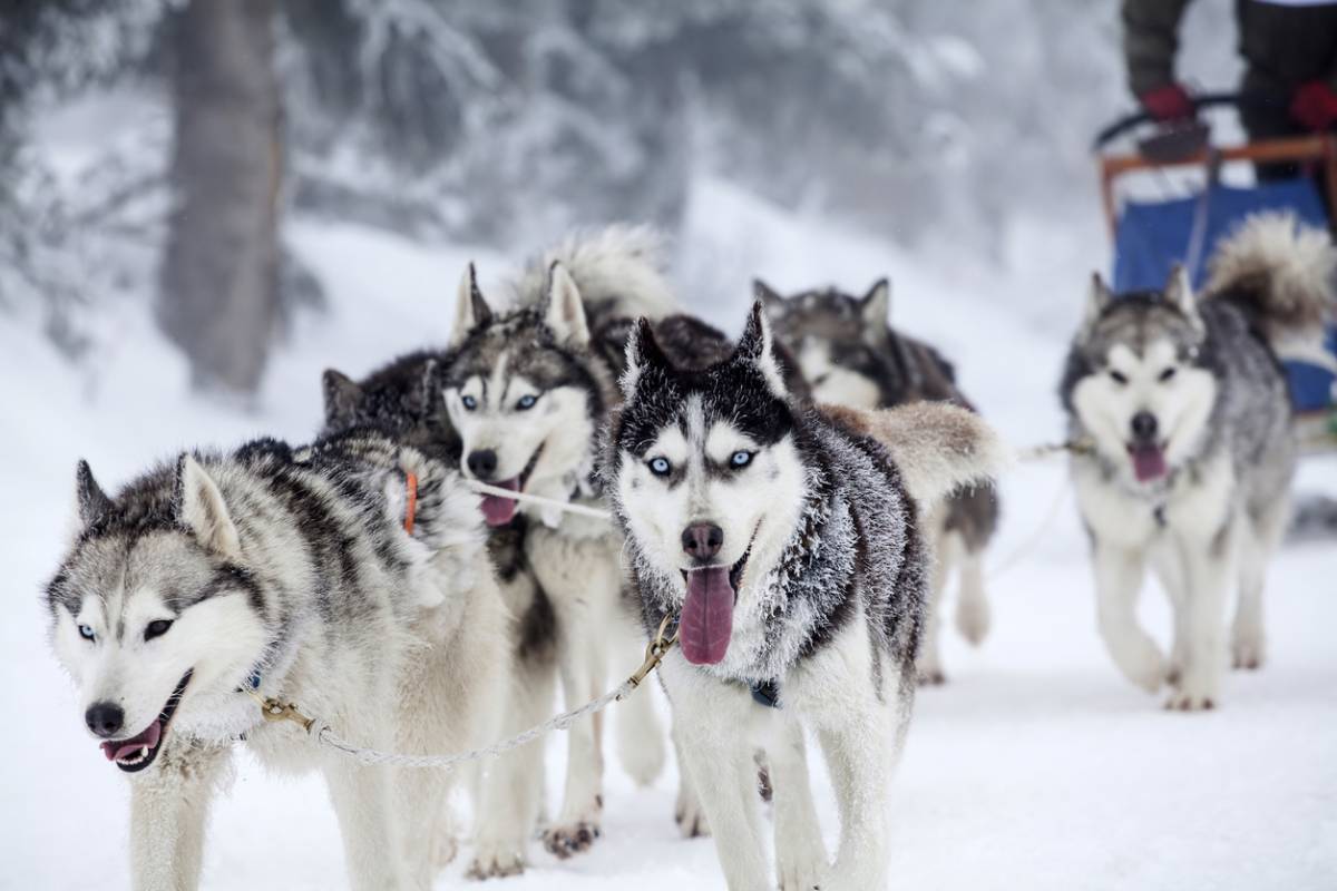 activités de chiens de traîneaux dans le Vercors