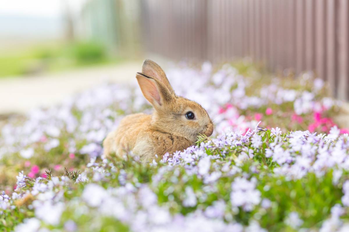 Planète Lapin