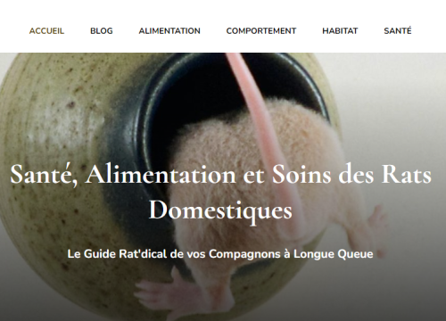 Blog conseils rats domestiques