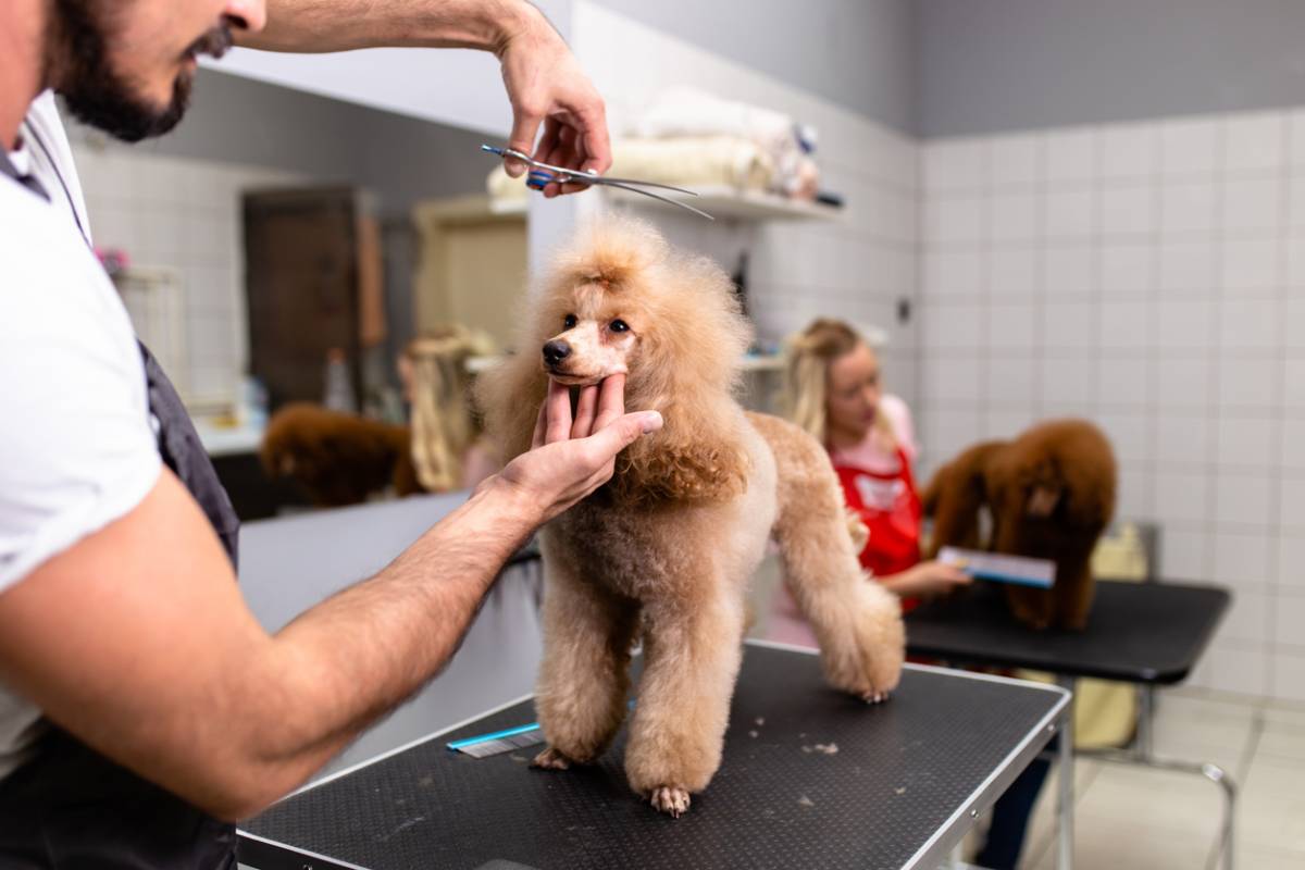 Salon Bichon
