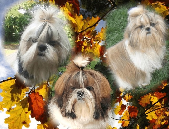 Elevage de chiens Shih-tzu