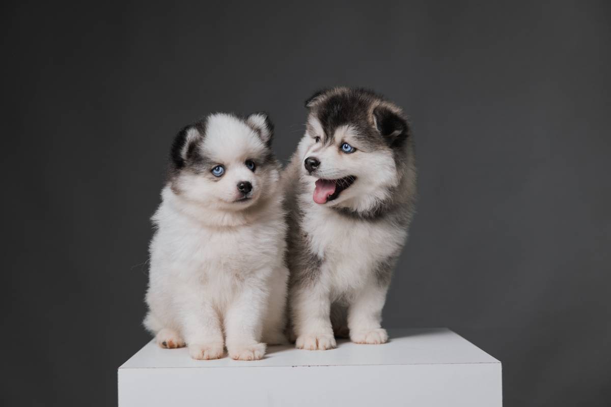SO' POMSKY
