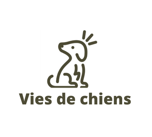 Vies de Chiens - Educateur comportementaliste canin 