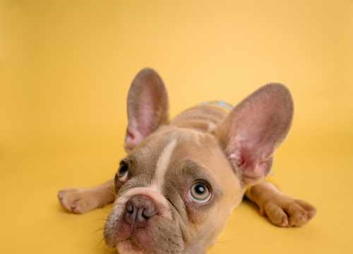 Wouafiz : Vêtements & accessoires pour chien