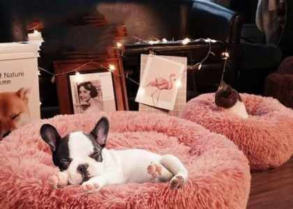 Amis du chien