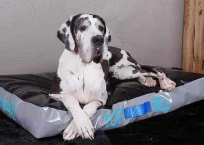 Animadog
