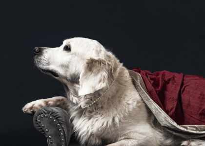 pepere-shop chiens et chats
