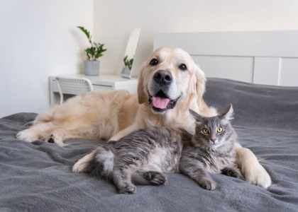 AnimalWeb Belgique