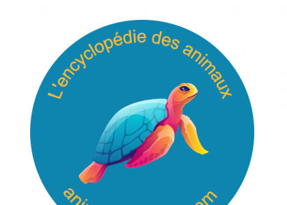 Animaux Animal