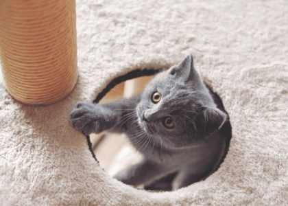 Arbre a chat pas cher