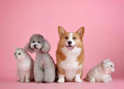Assure chien