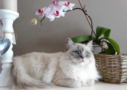 Boutique Chat