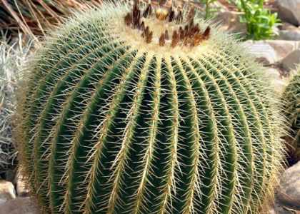 Cactus Encyclo
