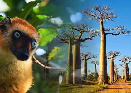 voyage Madagascar safari nature Cactus Tours