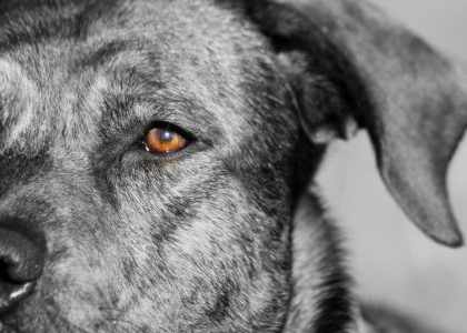 Tête de chien de profil