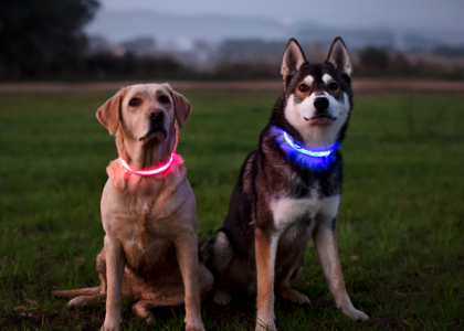 collier, lumineux, chien, led, woafy, protection, voiture