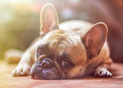 éduquer mon chien tout seul