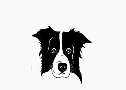 border collie