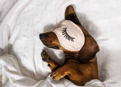 Dodo Pour Animaux