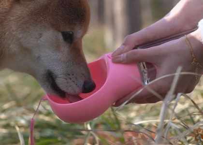 Doggy Dogo