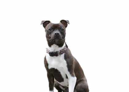 éducation canine et comportement genève