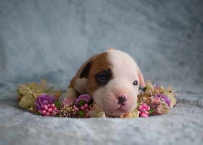 élevage staffie en Normandie (76) 