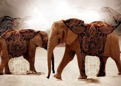 Le blog ultime consacré aux éléphants