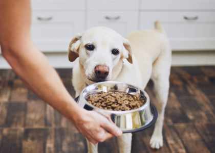 Essentiel Dog