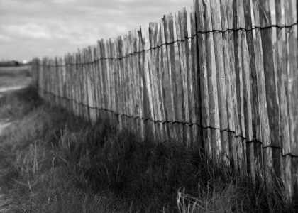 Ganivelle Châtaignier