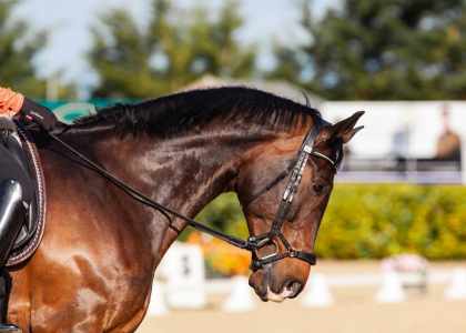 Horse Academy Shop