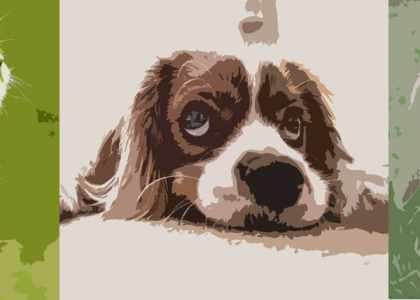 des animaux