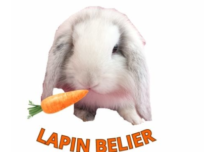 LAPIN BELIER