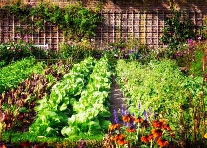 Mon Inspiration Jardin