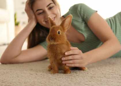 Mon Lapin Nain