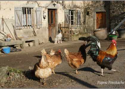 La tradition auvergnate papou-poustache