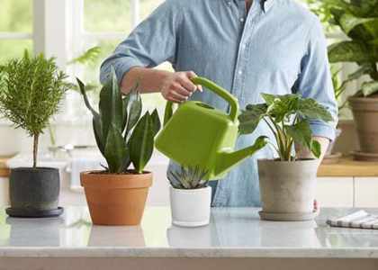 Plantes-intérieur