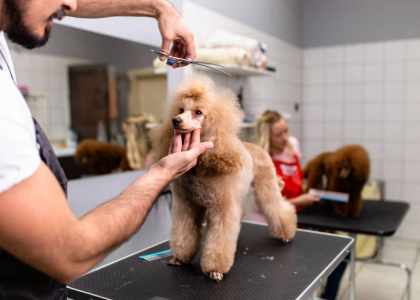 Salon Bichon