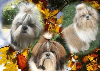 Elevage de chiens Shih-tzu