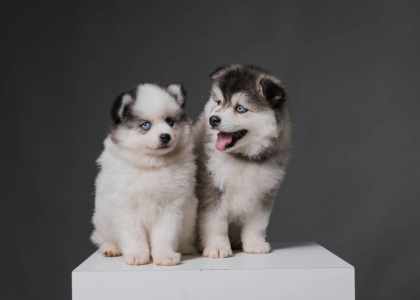 SO' POMSKY
