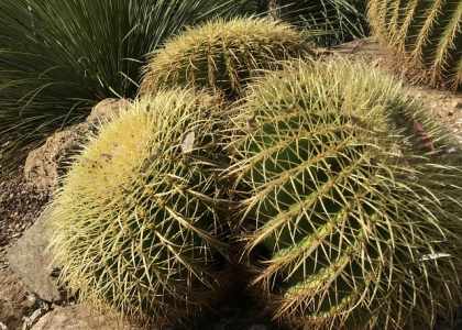Succulentes 