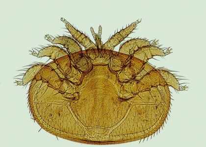 Varroa destructor
