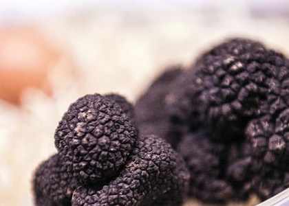 truffe noire balme